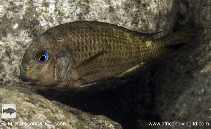 Tropheus sp. 'crescentic' Lusungura Point